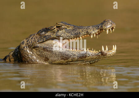 Alimentation Caiman dans un milieu humide dans la région du Pantanal au Brésil Banque D'Images