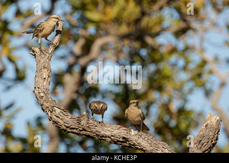 Craie-browed Mockingbird (Mimus saturninus) perché sur une branche dans la région du Pantanal brésilien. Banque D'Images