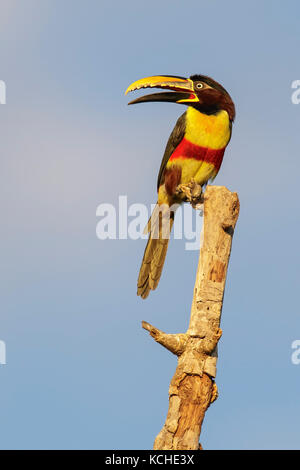 Chestnut-eared Aracari (Pteroglossus castanotis) perché sur une branche dans la région du Pantanal brésilien. Banque D'Images