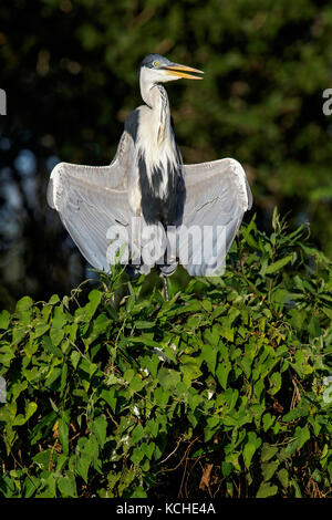 Le Héron Cocoi (Ardea cocoi) perché sur une branche dans la région du Pantanal brésilien. Banque D'Images