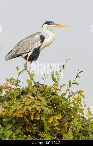 Le Héron Cocoi (Ardea cocoi) perché sur une branche dans la région du Pantanal brésilien. Banque D'Images