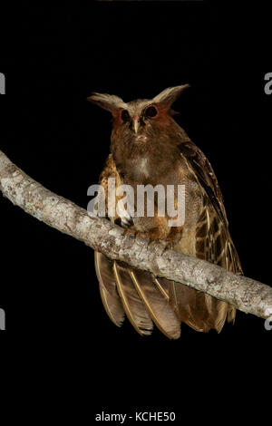 Crested Owl (Lophostrix cristata) perché sur une branche dans l'Amazonie au Brésil. Banque D'Images