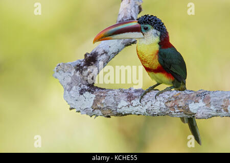 Le gondolage (Pteroglossus Aracari beauharnaesii) perché sur une branche dans l'Amazonie au Brésil. Banque D'Images