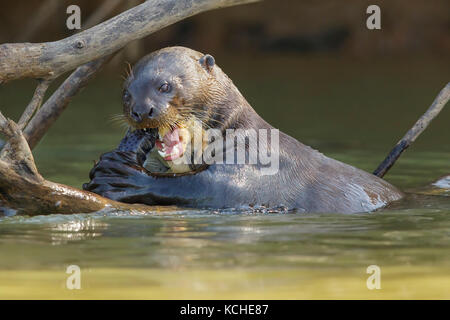 La loutre géante se nourrissant dans un milieu humide dans la région du Pantanal brésilien.