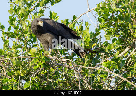 Great Black Hawk (Buteogallus urubitinga) perché sur une branche dans la région du Pantanal brésilien. Banque D'Images