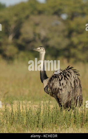 Nandou (Rhea americana) dans une zone de prairies dans la région du Pantanal brésilien. Banque D'Images