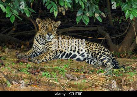 Jaguar dans un milieu humide dans la région du Pantanal brésilien. Banque D'Images