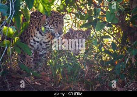 Jaguar dans un milieu humide dans la région du Pantanal brésilien. Banque D'Images