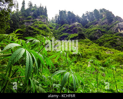 La croissance de la plante de cannabis à l'état sauvage dans les montagnes de Manali, Inde Banque D'Images