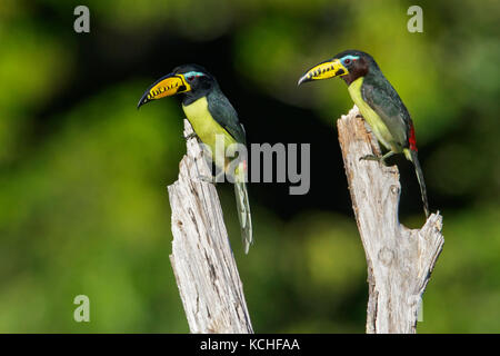 (Pteroglossus Aracari lettres inscriptus) perché sur une branche dans l'Amazonie au Brésil. Banque D'Images