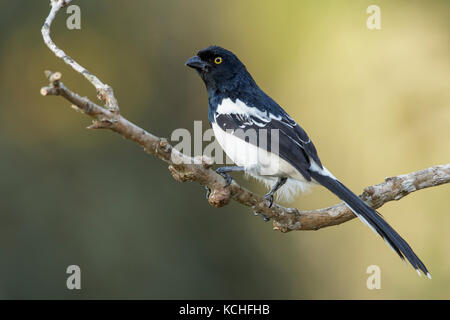 Cissopis leverianus Magpie (Tangara) perché sur une branche dans la Forêt Tropicale Atlantique Région du Brésil. Banque D'Images