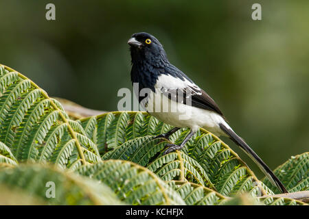 Cissopis leverianus Magpie (Tangara) perché sur une branche dans la Forêt Tropicale Atlantique Région du Brésil. Banque D'Images