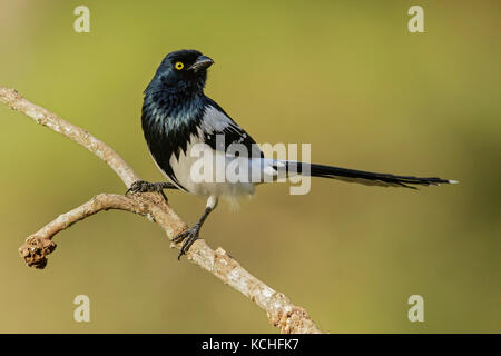 Cissopis leverianus Magpie (Tangara) perché sur une branche dans la Forêt Tropicale Atlantique Région du Brésil. Banque D'Images