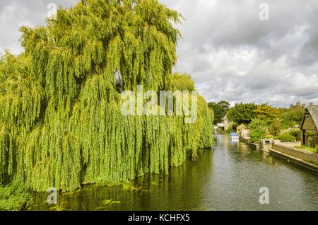 Willow Tree sur la rivière Ouse greta à godmanchester Banque D'Images