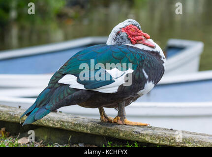 Drake canard de Barbarie (Cairina moschata) avec les yeux fermés debout sur terre dans le West Sussex, Angleterre, Royaume-Uni. Banque D'Images