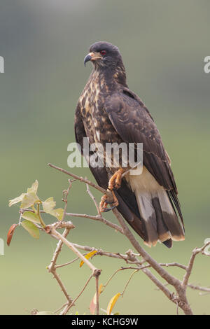 Milan des marais (Rostrhamus sociabilis) perché sur une branche dans la région du Pantanal brésilien. Banque D'Images