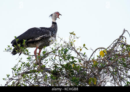 Le sud (Chauna torquata Kamichi) perché sur une branche dans la région du Pantanal brésilien. Banque D'Images