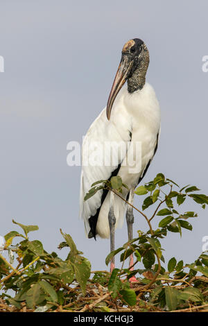 Wood Stork (Mycteria americana) perché sur une branche dans la région du Pantanal brésilien. Banque D'Images