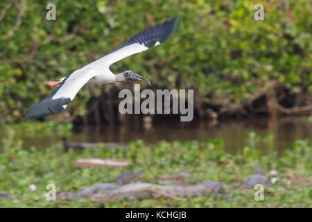 Wood Stork (Mycteria americana) voler dans la région du Pantanal brésilien. Banque D'Images