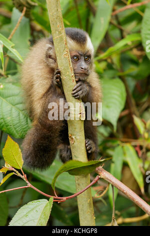 Brown Cappuchin singe perché sur une branche dans le parc national de Manu, Pérou. Banque D'Images