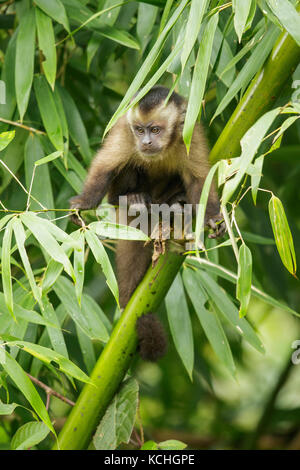 Brown Cappuchin singe perché sur une branche dans le parc national de Manu, Pérou. Banque D'Images
