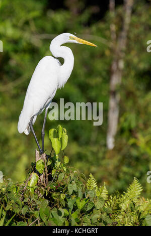 Grande Aigrette (Ardea alba) perché sur une branche dans l'Amazone au Pérou. Banque D'Images