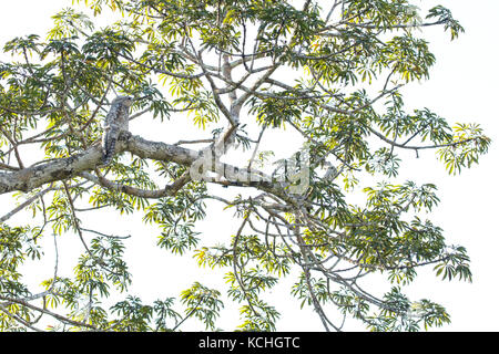 Great Potoo (Nyctibius grandis) perché sur une branche dans l'Amazone au Pérou. Banque D'Images