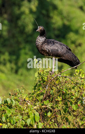 Horned Screamer (Anhima cornuta) perché sur une branche dans l'Amazone au Pérou. Banque D'Images