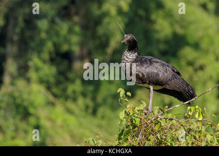 Horned Screamer (Anhima cornuta) perché sur une branche dans l'Amazone au Pérou. Banque D'Images