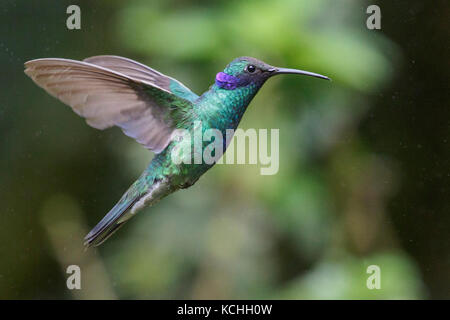 Violet pétillant-oreille (Colibri coruscans) battant et s'alimenter à une fleur dans l'Amazone au Pérou. Banque D'Images
