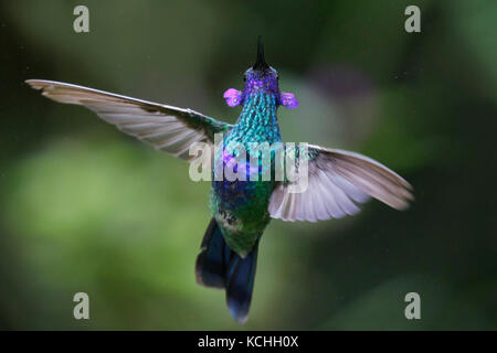 Violet pétillant-oreille (Colibri coruscans) battant et s'alimenter à une fleur dans l'Amazone au Pérou. Banque D'Images
