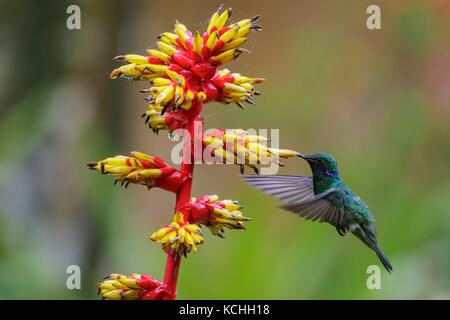 Violet pétillant-oreille (Colibri coruscans) battant et s'alimenter à une fleur dans l'Amazone au Pérou. Banque D'Images