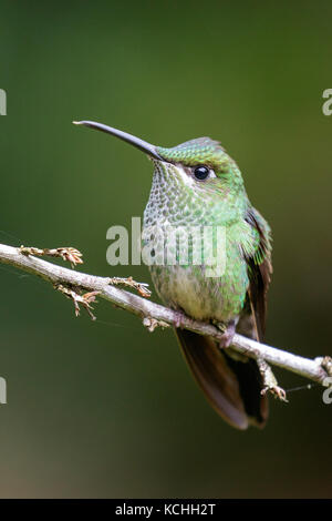 Brillant à front violet (Heliodoxa leadbeateri) perché sur une branche dans l'Amazone au Pérou. Banque D'Images