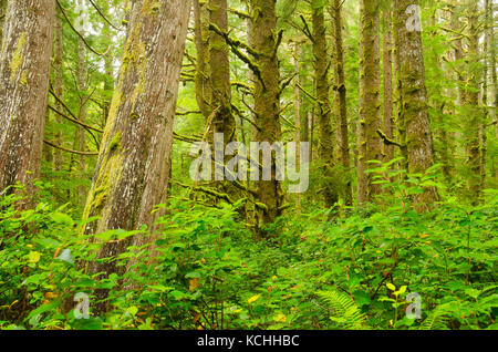 Un bosquet d'Epicéa de Sitka (Picea sitchensis) et le thuya géant (Thuja plicata) sur la côte ouest de l'île de Vancouver, C.-B. Banque D'Images