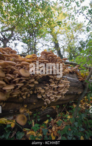 Champignons des bois en masse, couvrant un arbre tombé dans l'automne. Banque D'Images