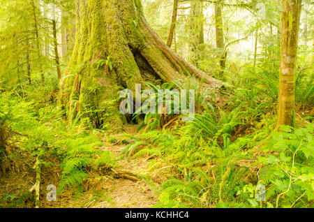 Les vieilles Epicéa de Sitka (Picea sitchensis), Vallée de la Carmanah, Colombie-Britannique Banque D'Images