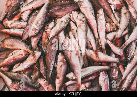 Poisson frais mullus sur l'affichage sur la glace sur le marché des pêcheurs de poissons et fruits de mer. boutique magasin fond. vue d'en haut. mullus est un genre d'percifo maritime subtropical Banque D'Images