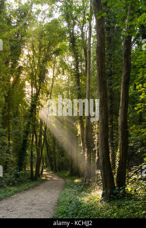 Matin les rayons du soleil éclatant à travers le feuillage des bois. Banque D'Images
