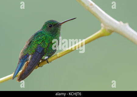 Red-billed Emerald (Chlorostilbon gibsoni) perché sur une branche dans les montagnes de Colombie, en Amérique du Sud. Banque D'Images