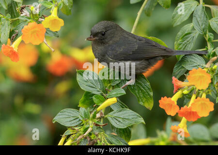 Récent à flancs blancs (Momotus albilatera) perché sur une branche dans les montagnes de Colombie, en Amérique du Sud. Banque D'Images