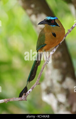 Houtouc Momotus subrufescens (blanche) perché sur une branche dans les montagnes de Colombie, en Amérique du Sud. Banque D'Images