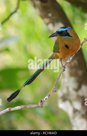 Houtouc Momotus subrufescens (blanche) perché sur une branche dans les montagnes de Colombie, en Amérique du Sud. Banque D'Images