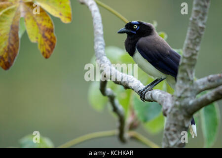 Black-chested Jay (Cyanocorax affinis) perché sur une branche dans les montagnes de Colombie, en Amérique du Sud. Banque D'Images