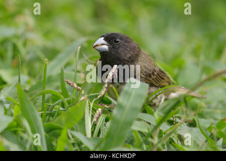 Serin à ventre jaune (Sporophila nigricollis) perché sur le terrain dans les montagnes de Colombie, en Amérique du Sud. Banque D'Images