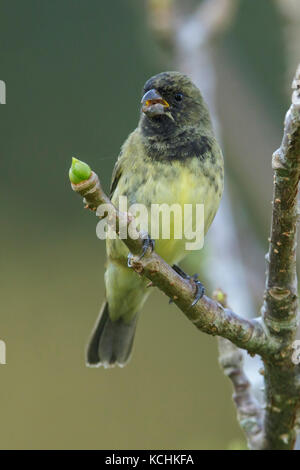 Serin à ventre jaune (Sporophila nigricollis) perché sur une branche dans les montagnes de Colombie, en Amérique du Sud. Banque D'Images