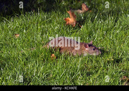 Grand rat dans le parc. Solna, Suède. Banque D'Images