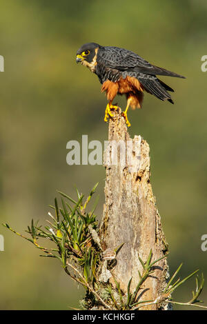 Bat Falcon (Falco rufigularis) perché sur une branche dans les montagnes de Colombie, en Amérique du Sud. Banque D'Images