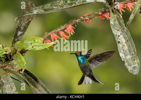 White-tailed Hillstar (Urochroa bougueri) battant et s'alimenter à une fleur dans les montagnes de Colombie, en Amérique du Sud. Banque D'Images