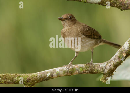 Black-billed Thrush (Turdus ignobilis) perché sur une branche dans les montagnes de Colombie, en Amérique du Sud. Banque D'Images