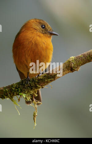 Moucherolle cannelle (Pyrrhomyias cinnamomea) perché sur une branche dans les montagnes de Colombie, en Amérique du Sud Banque D'Images